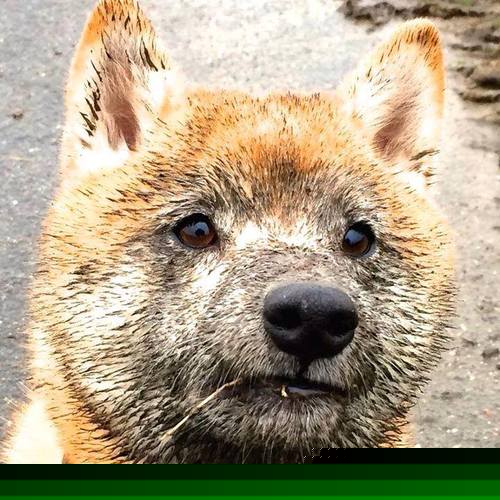 华体会hth-苍穹对决，当雷霆封锁湖人，字母哥一球定乾坤