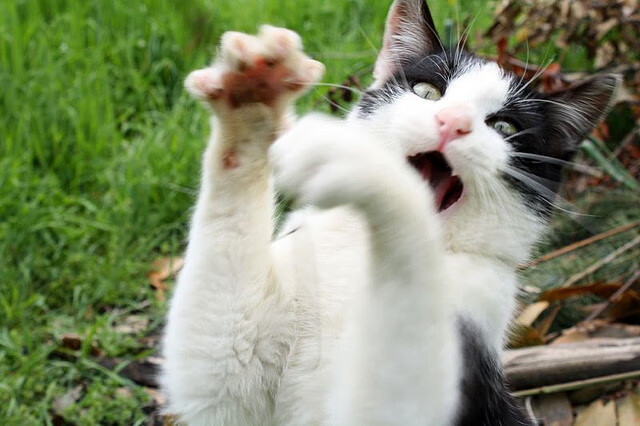 上帝踩过克利夫兰的夜空，达米安·利拉德书写零秒时刻新神话